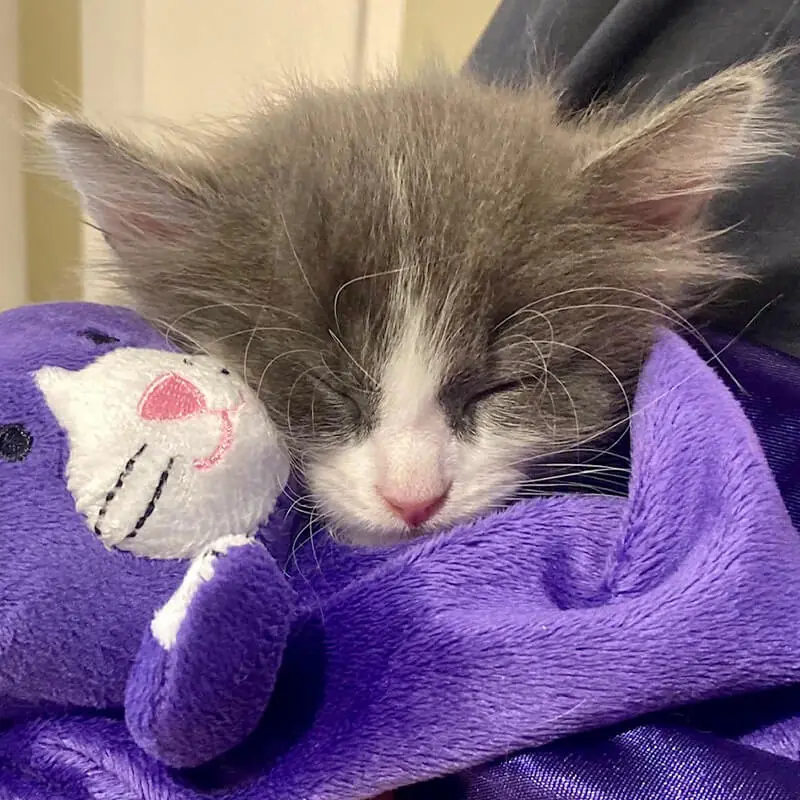 Grey Kitten On Purple Blanket