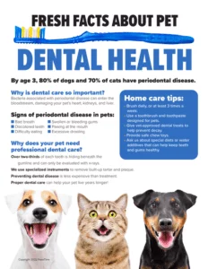 Fresh Facts About Pet Dental Health