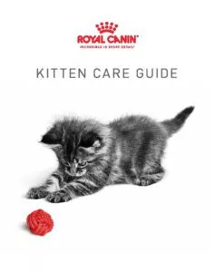 Kitten Care Guide