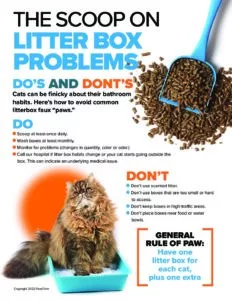 The Scoop On Litter Box Problems