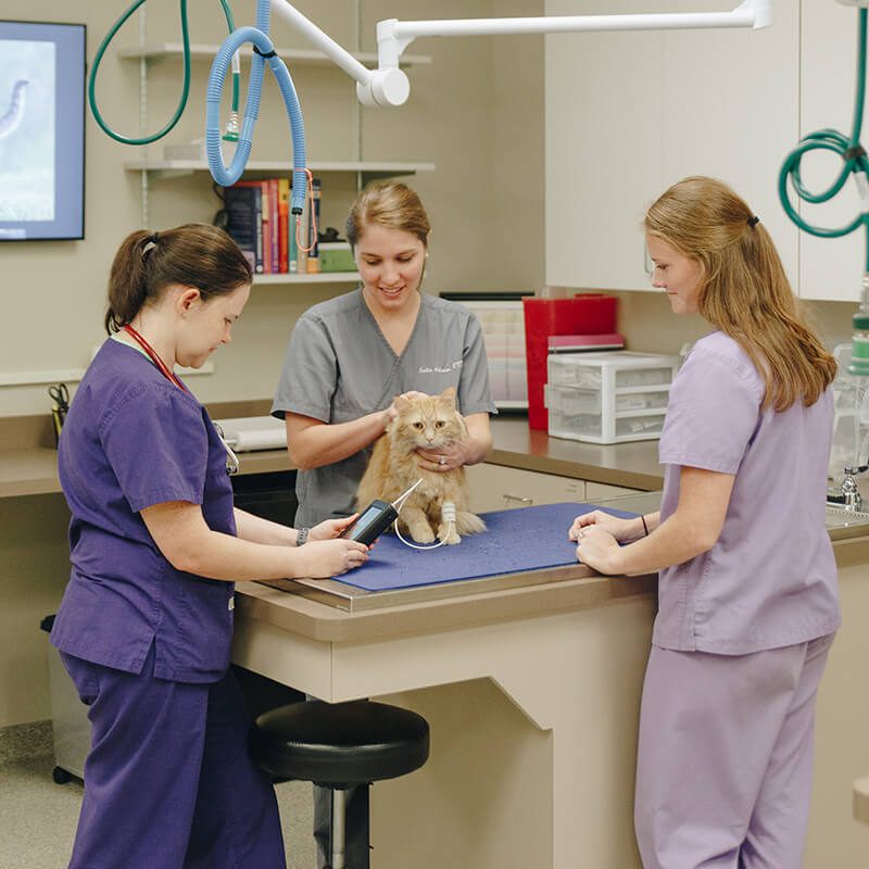 Pet DropOff Service Tiger Tails Animal Hospital