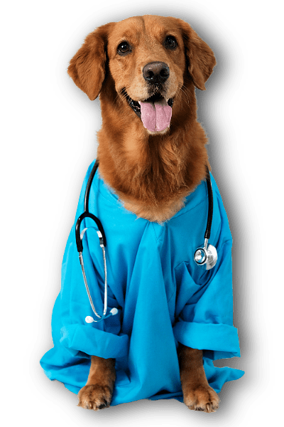 Dog dressed like a doctor