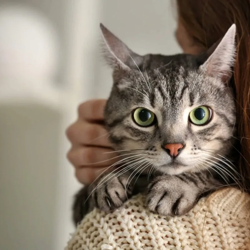 Female holding tabby cat with big green eyes