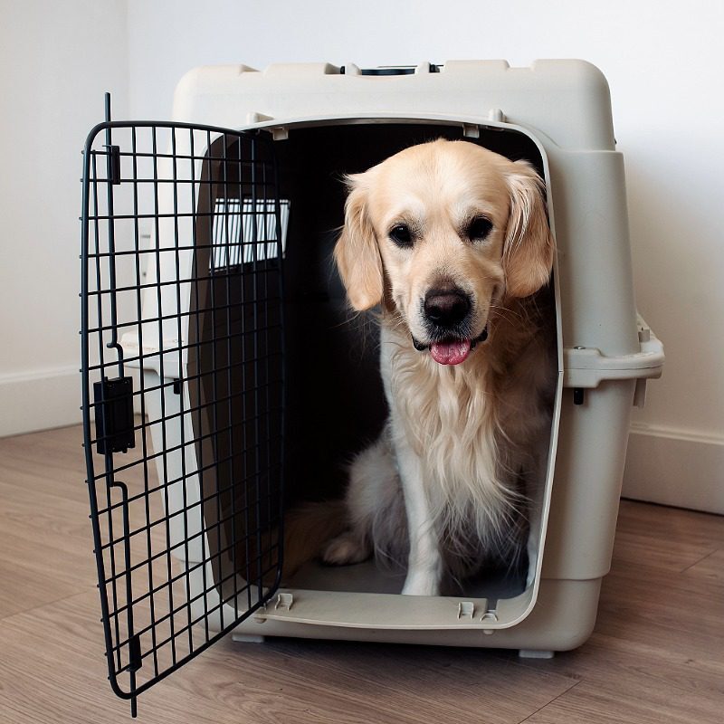 golden retriever sitting in a large carrier