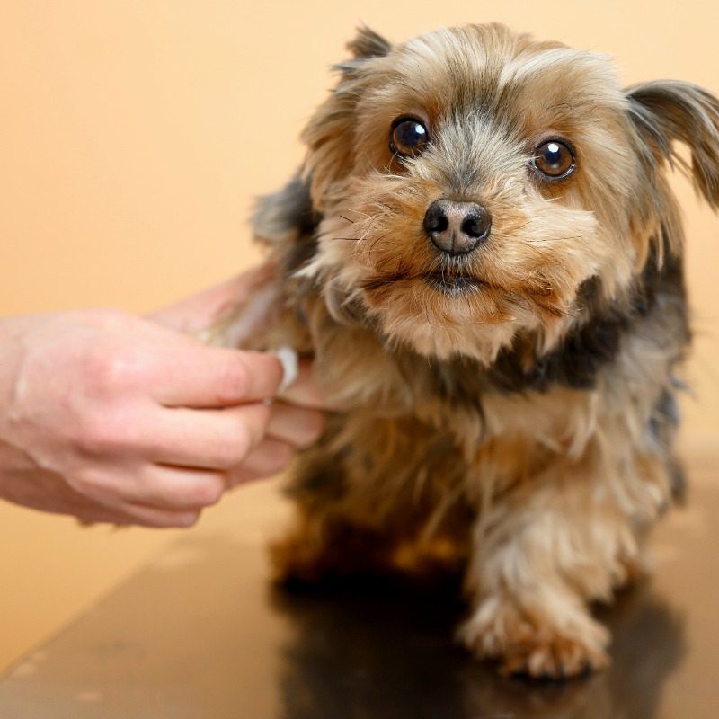 yorkie getting paw wiped