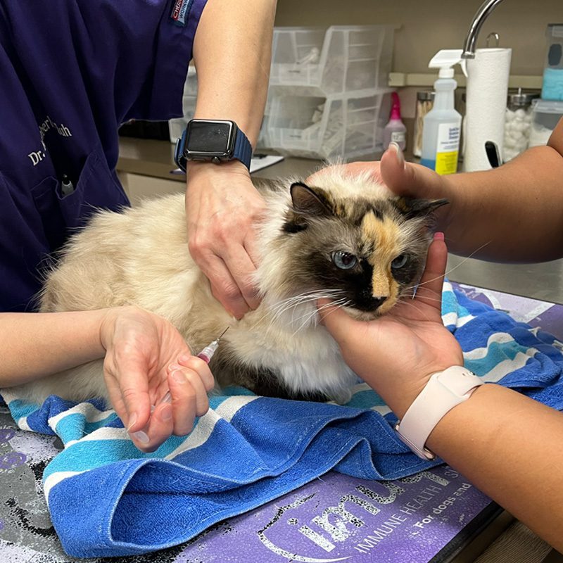Cat Getting Vaccination