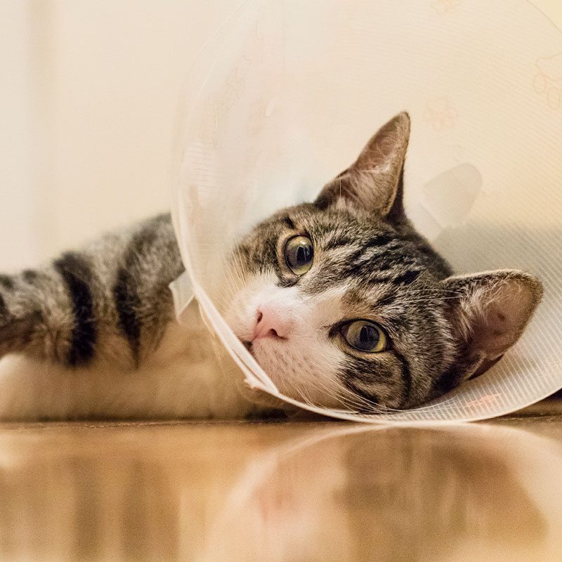 Cat With Cone
