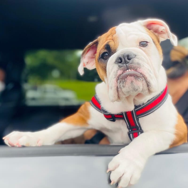 Dog In Car Window
