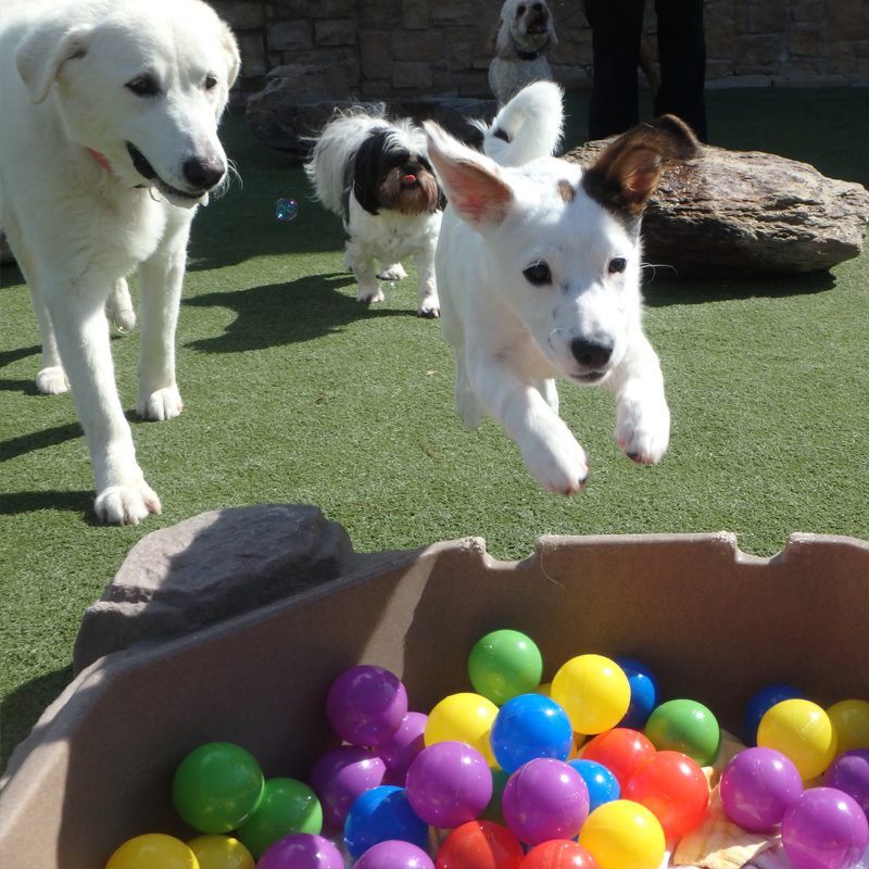 Dogs Playing With Ball Pit