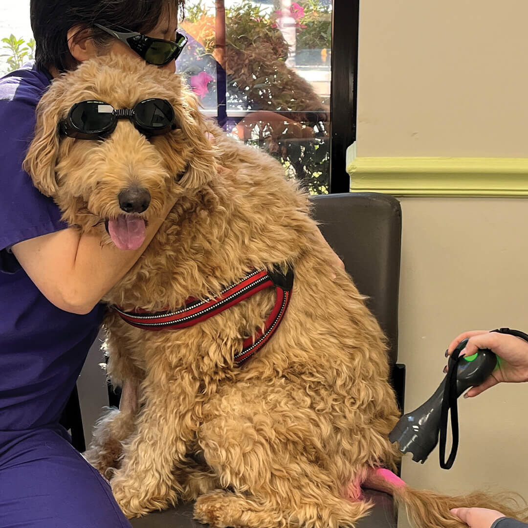 Laser Therapy With Dog