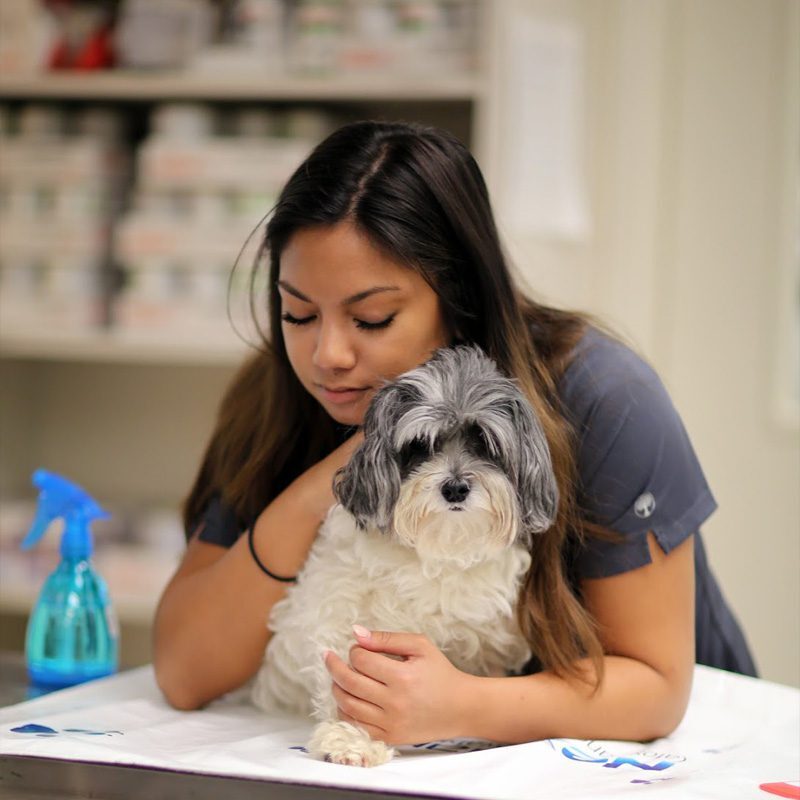 Staff Member Comforting Dog On Table