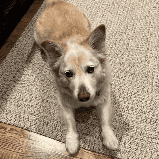 white dog