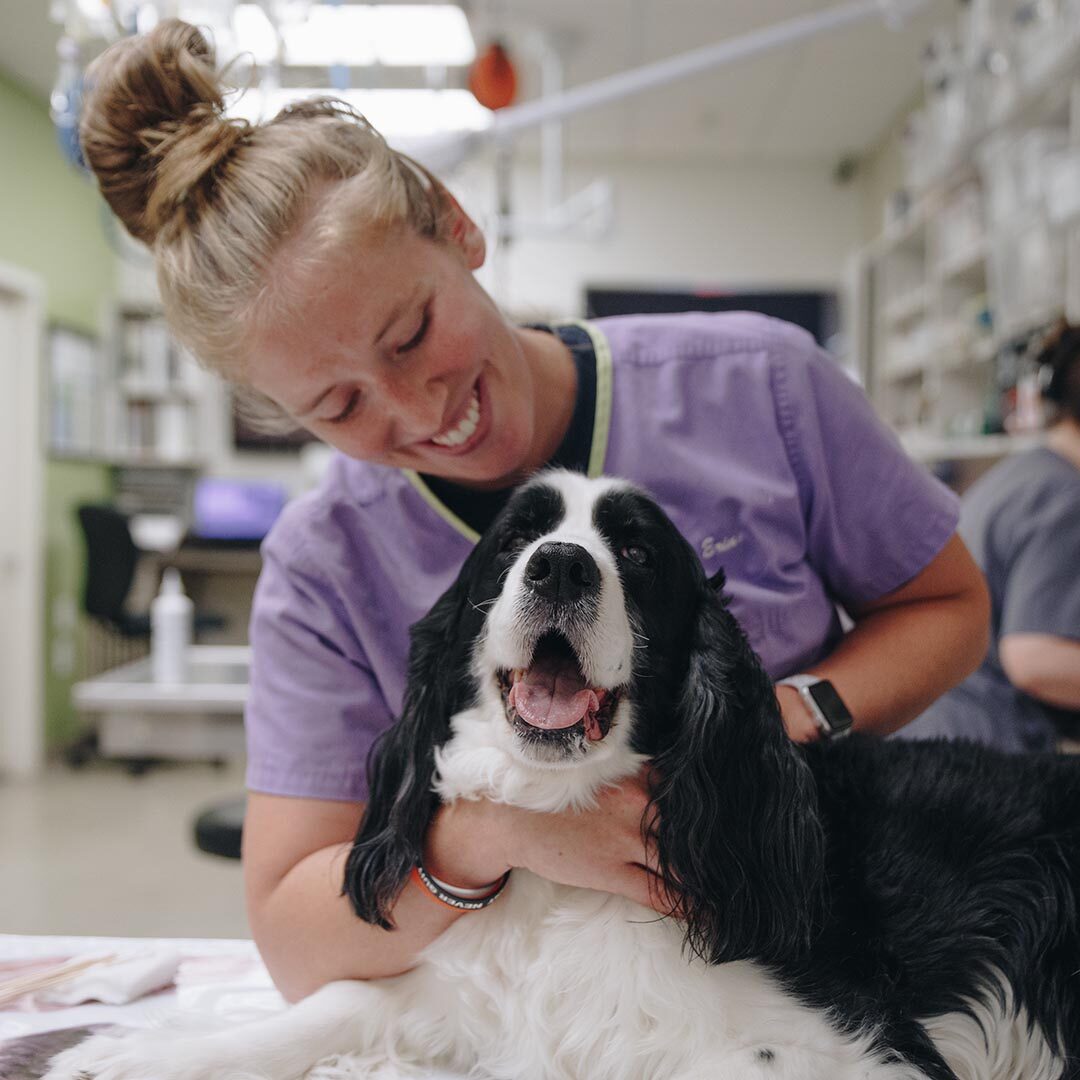 smiling black and white dog with veterinary technician