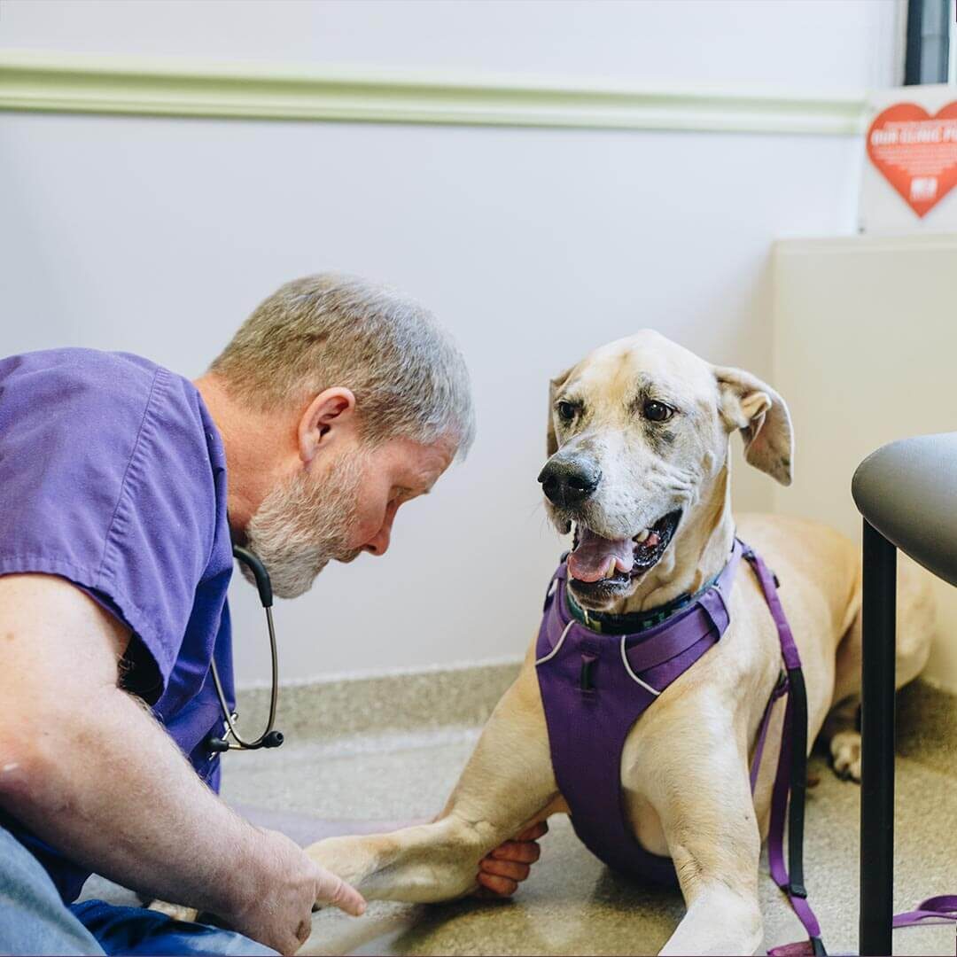 Veterinarian Inspecting Dog's Elbow